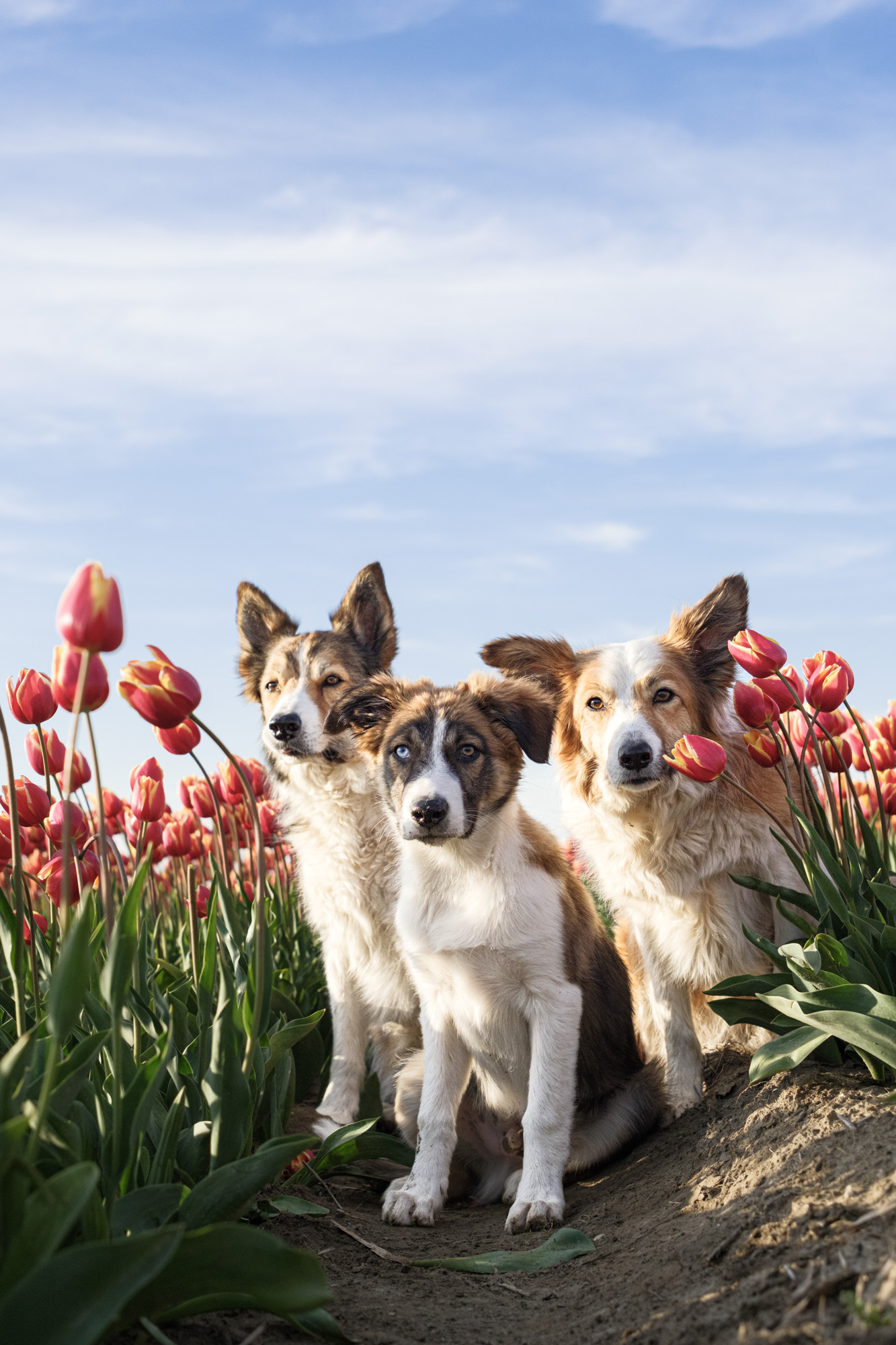 The Gang Between Tullips